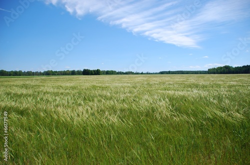 Green barley field in summer wind