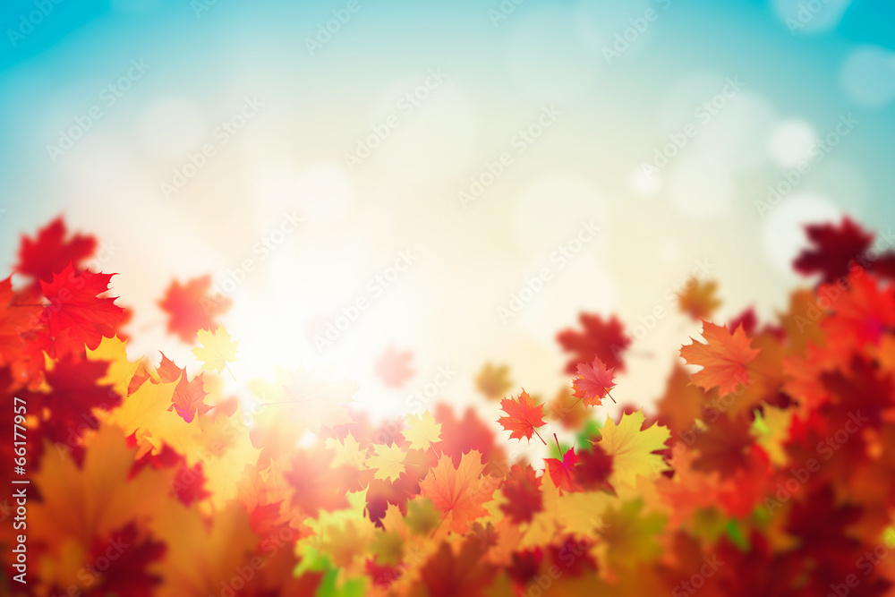 Autumn leaves