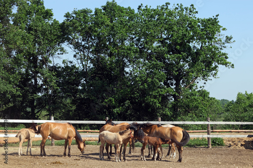 Fotótapéta Haflinger horses standing in paddock