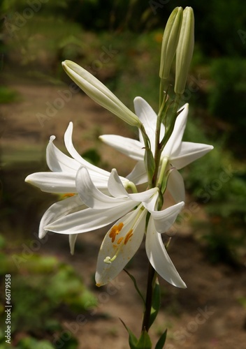 white lily blossoming
