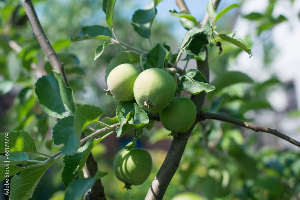 Green apples on an apple-tree branch