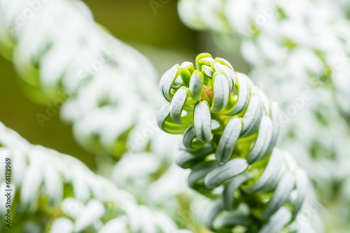 Korean Pine (Pinus Koraiensis) Close Up photo