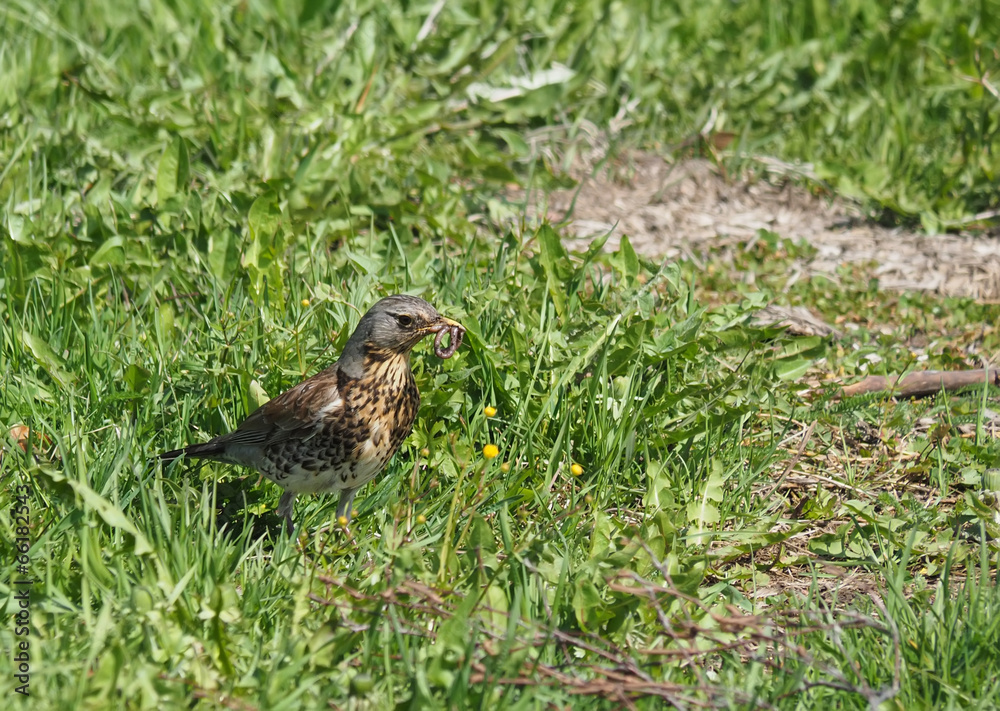 thrush thrush