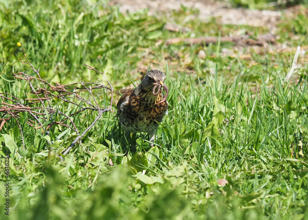 thrush thrush