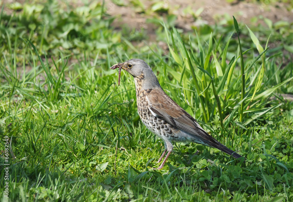 Fototapeta premium thrush