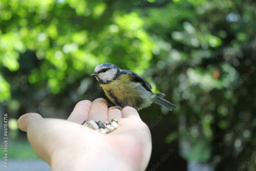 Fototapeta premium Blaumeise