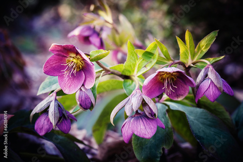 purple hellebore flower photo