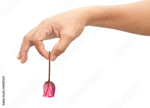 Adult man hand holding tulip flower