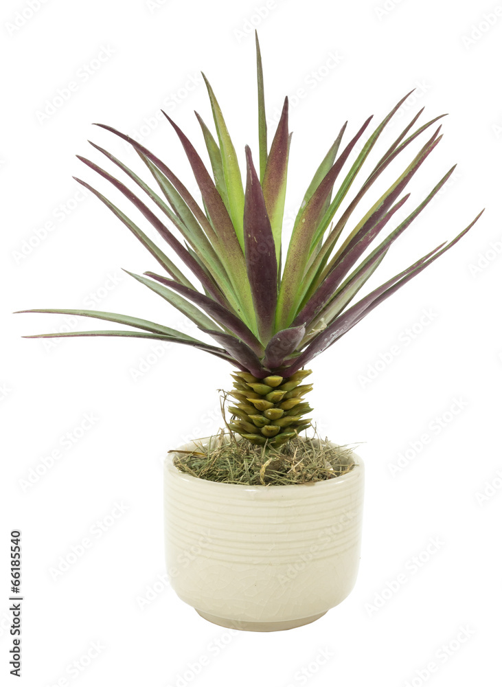houseplant houseplant