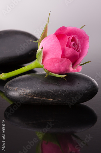 Spa stone and rose flowers still life. Healthcare concept.