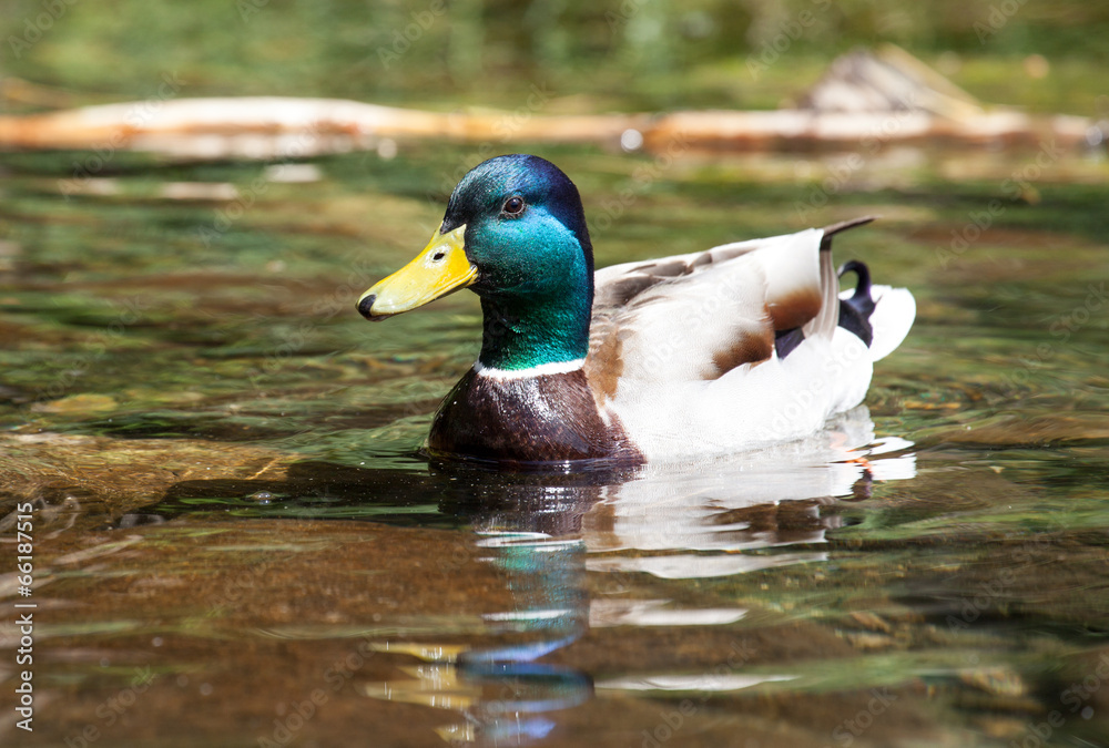 Fototapeta premium Wild duck on tarn Vrbicke pleso, Slovakia