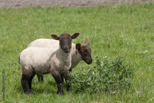 Black faced lambs chewing a thistle