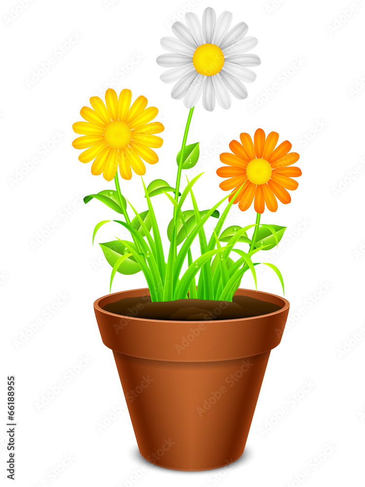 Flowers in a pot. Flowers in a pot.