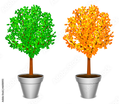 Tree with green and yellow leaves in pot.