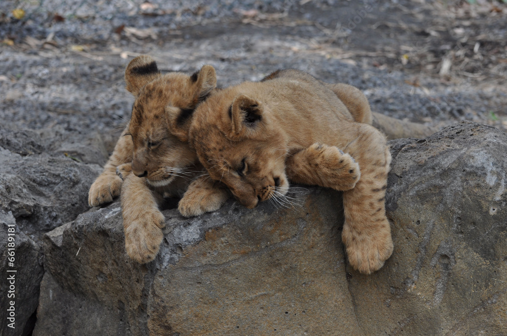 Naklejka premium lion cub lionceaux