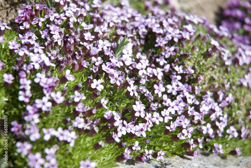 small purple flowers