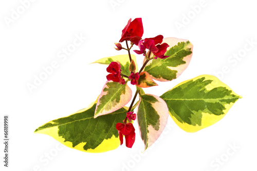 Variegated Leaves and Red Flowers of Bougainvillea
