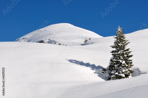 petit sapin isolé dans la neige