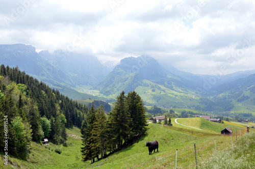 cow on Appenzell
