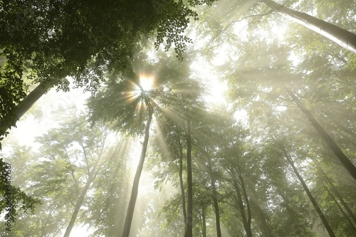 Sunlight breaks through the fog in spring deciduous forest