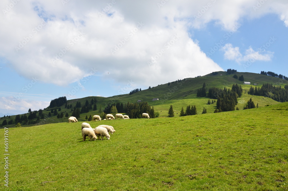 Fototapeta premium sheep on Appenzell