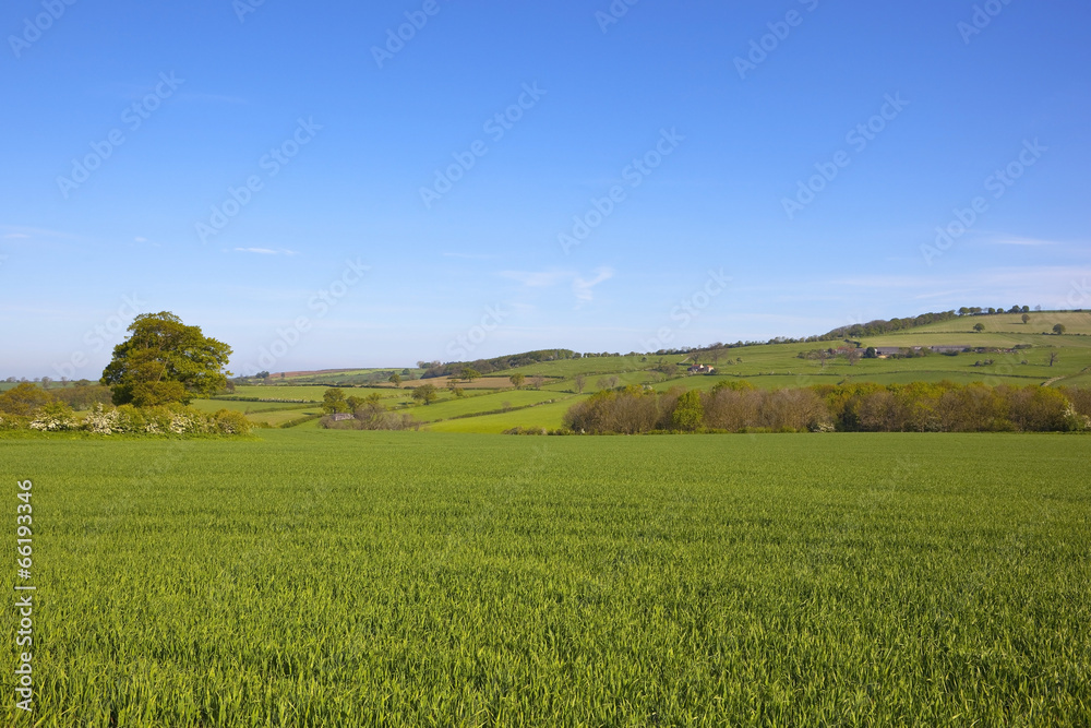 wheat field in summer