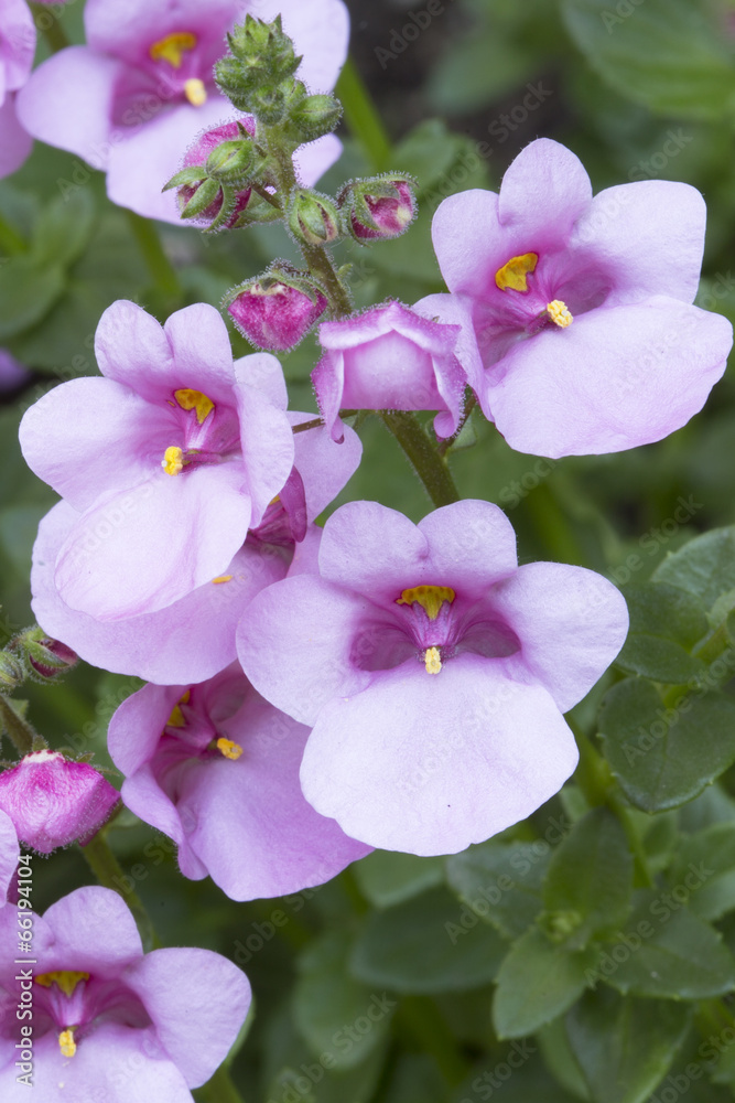 Diascia (Elfensporn) im Garten, Nahaufnahme Diascia (Elfensporn) im Garten, Nahaufnahme