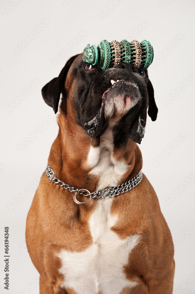 Deutscher Boxer - Kunststück Stock 