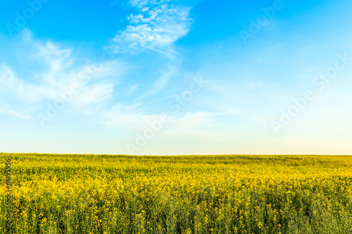 Canola or rapeseed field on blue sky background