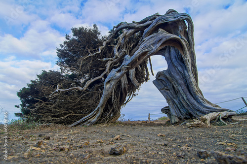 Gnarled Juniper Tree Shaped By The Wind photo