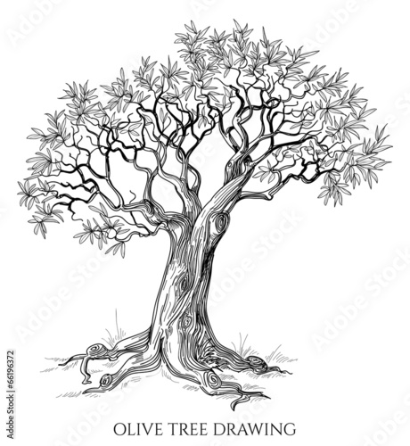 Olive tree isolated hand drawn vector