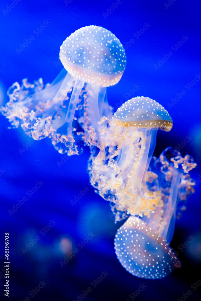 Fototapeta premium Fiori e animali