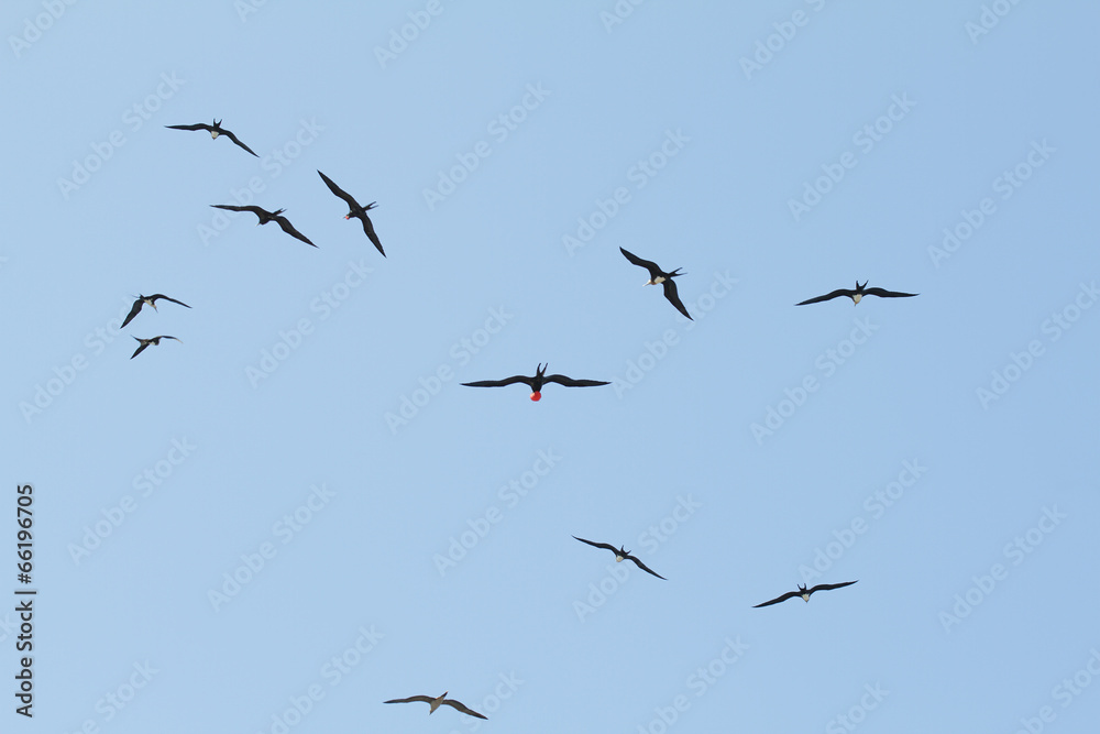 Flock of great Frigate Bird flying Flock of great Frigate Bird flying