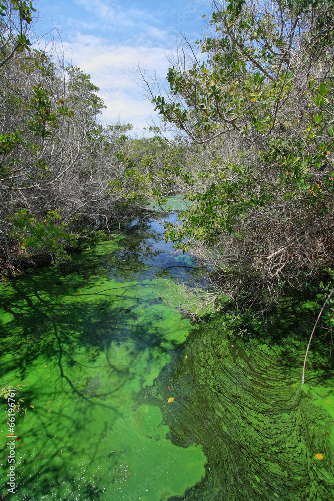 Green algae abstract