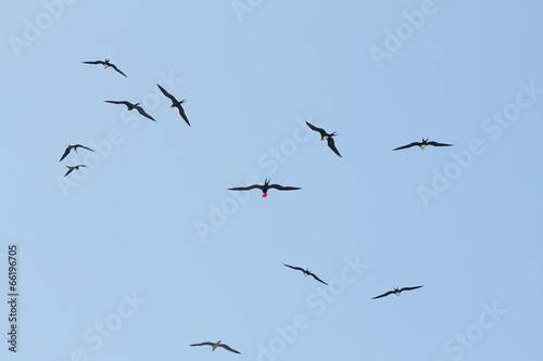 Flock of great Frigate Bird flying