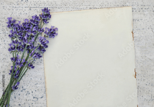 Alte leere Buchseite und Lavendel