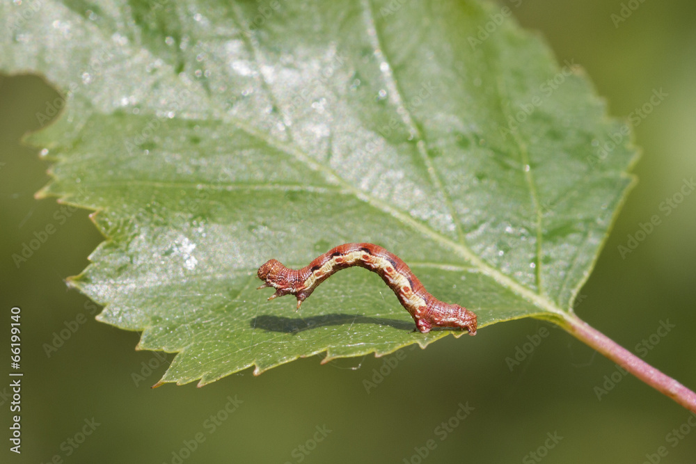 Mottled Umber (Erannis defoliaria)