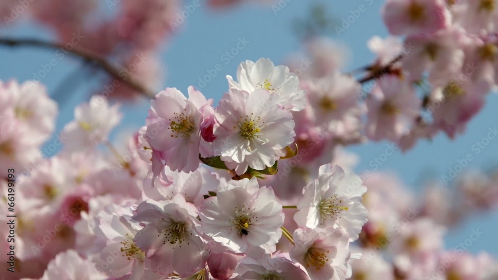 Kirschbluete rosa vid 02 Kirschbluete rosa vid 02