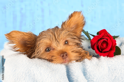 Tired cute little Yorkshire terrier resting on a soft blue bed a