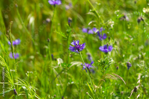 purple flowers in the wheat field