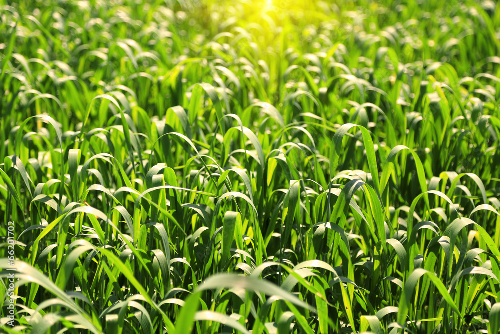Beautiful green field Beautiful green field