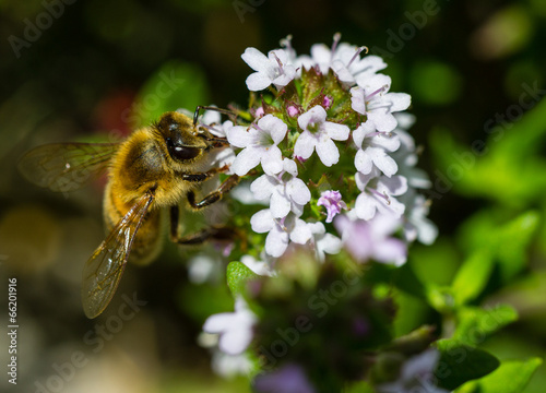 Bee on flower © shviddk