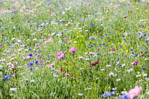 Fototapeta Naklejka Na Ścianę i Meble -  flower meadow