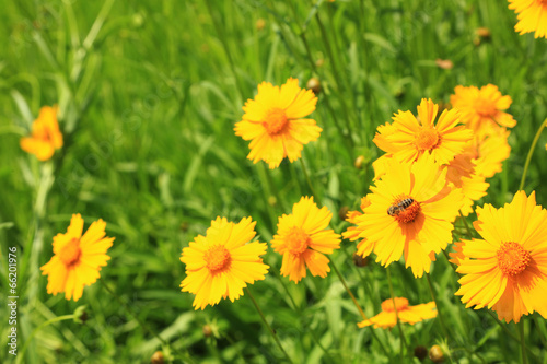 Beautiful wild flowers  outdoors