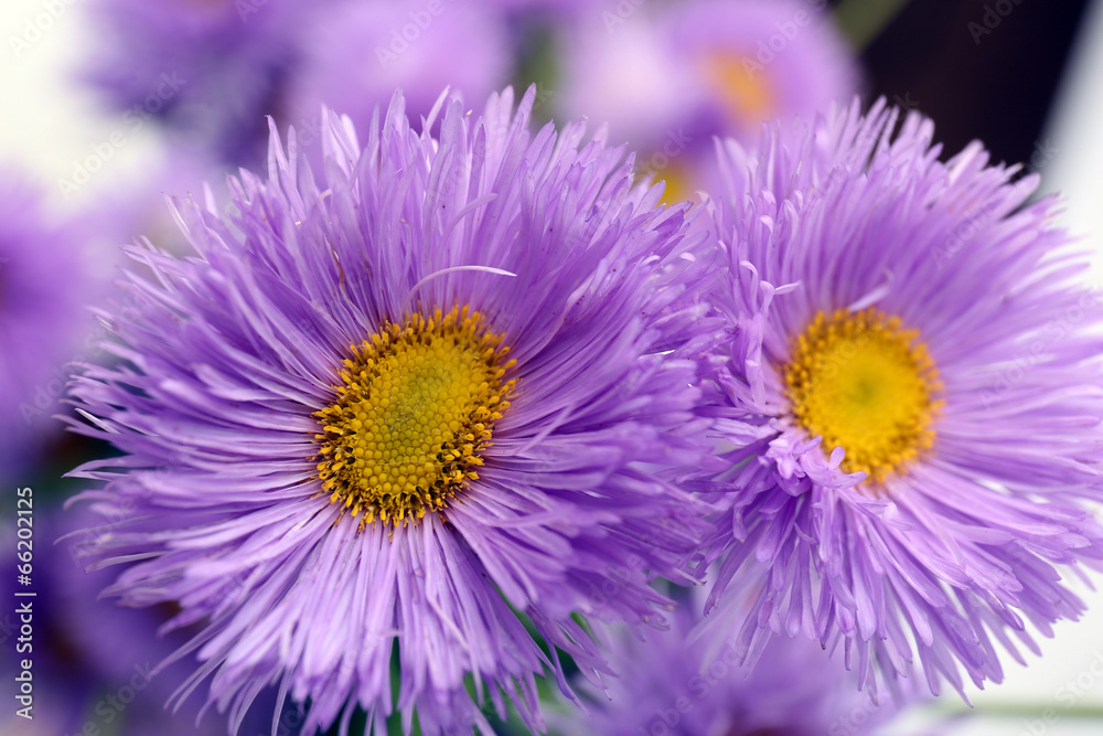 Beautiful wild flowers, close up Beautiful wild flowers, close up