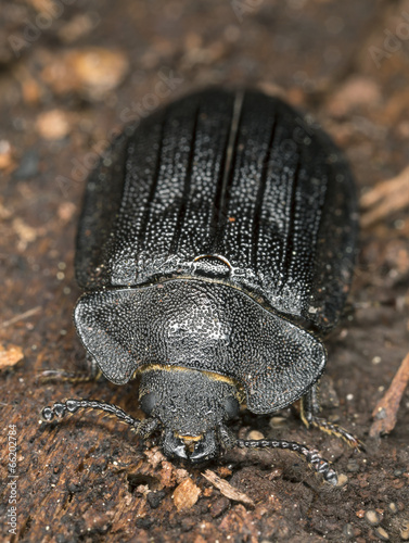 Peltis grossa, Trogossitidae on wood photo