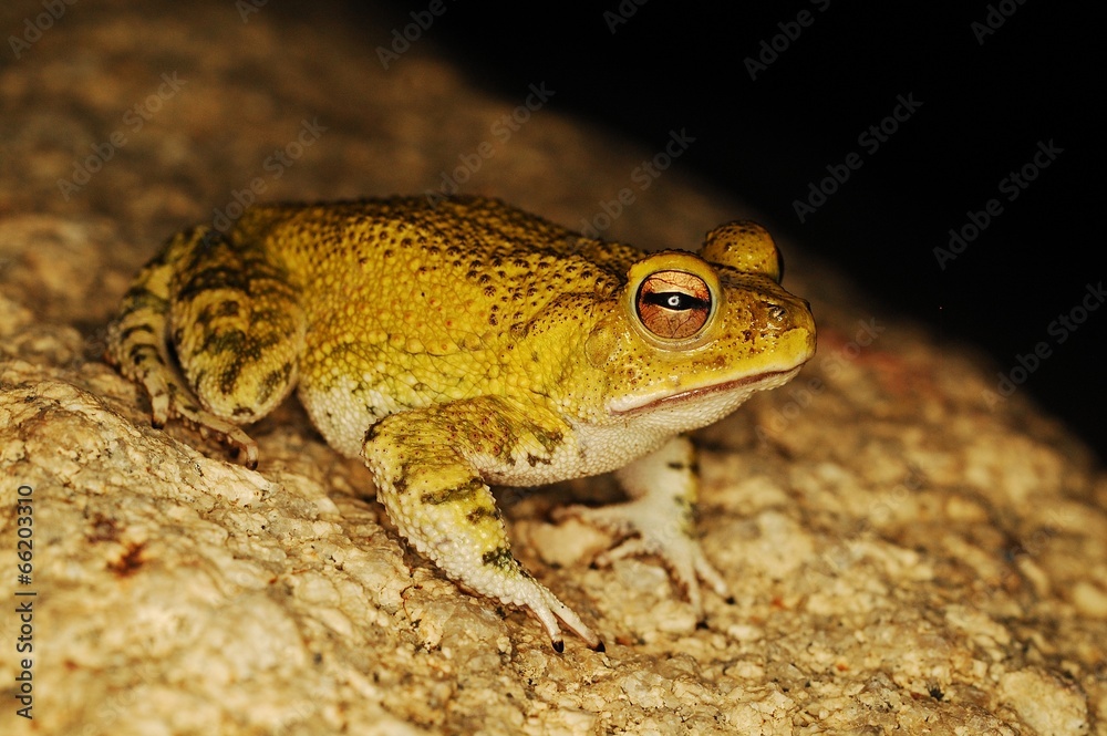 Fototapeta premium sapo