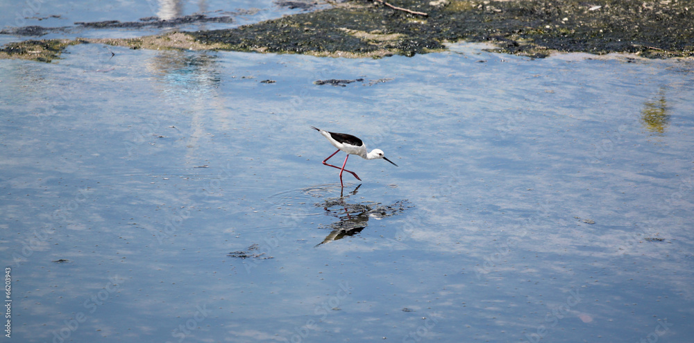 Black-winged Stilt (Himantopus himantopus). Black-winged Stilt (Himantopus himantopus).