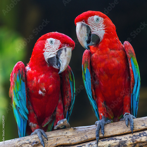 couple of macaw parrots in nature #66204139