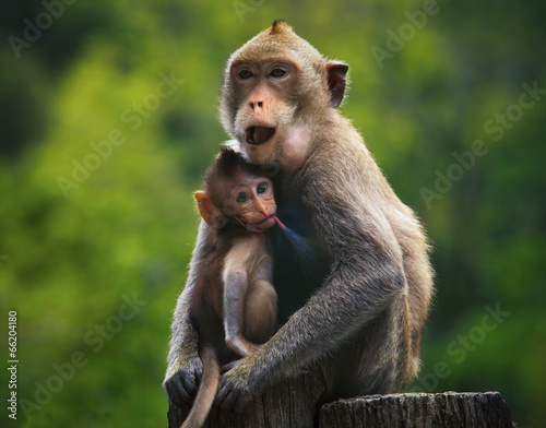 Photography monkey mother and baby drinking milk